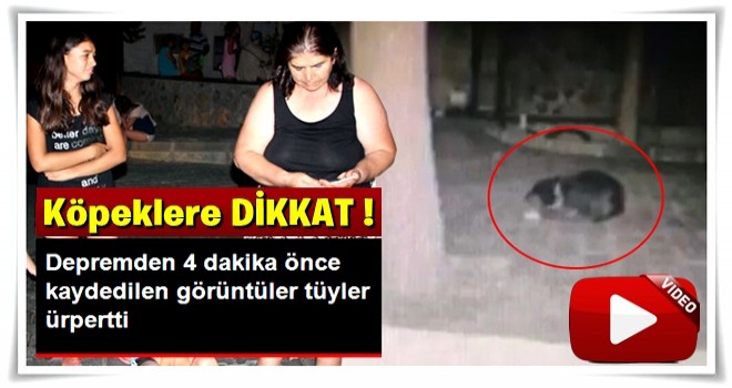 Bodrum Depremini Sokak Köpekleri 4 Dakika Önce Fark Etti