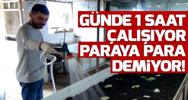 Günde 1 saat çalışarak solucan gübresi üretiyor, paraya para demiyor .